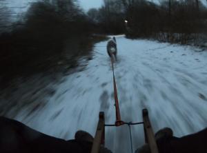 Schlitten Hund Aussie Winter Schnee